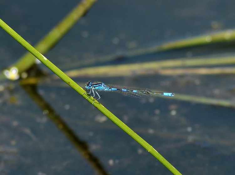 Coenagrion scitulum in deposizione ?